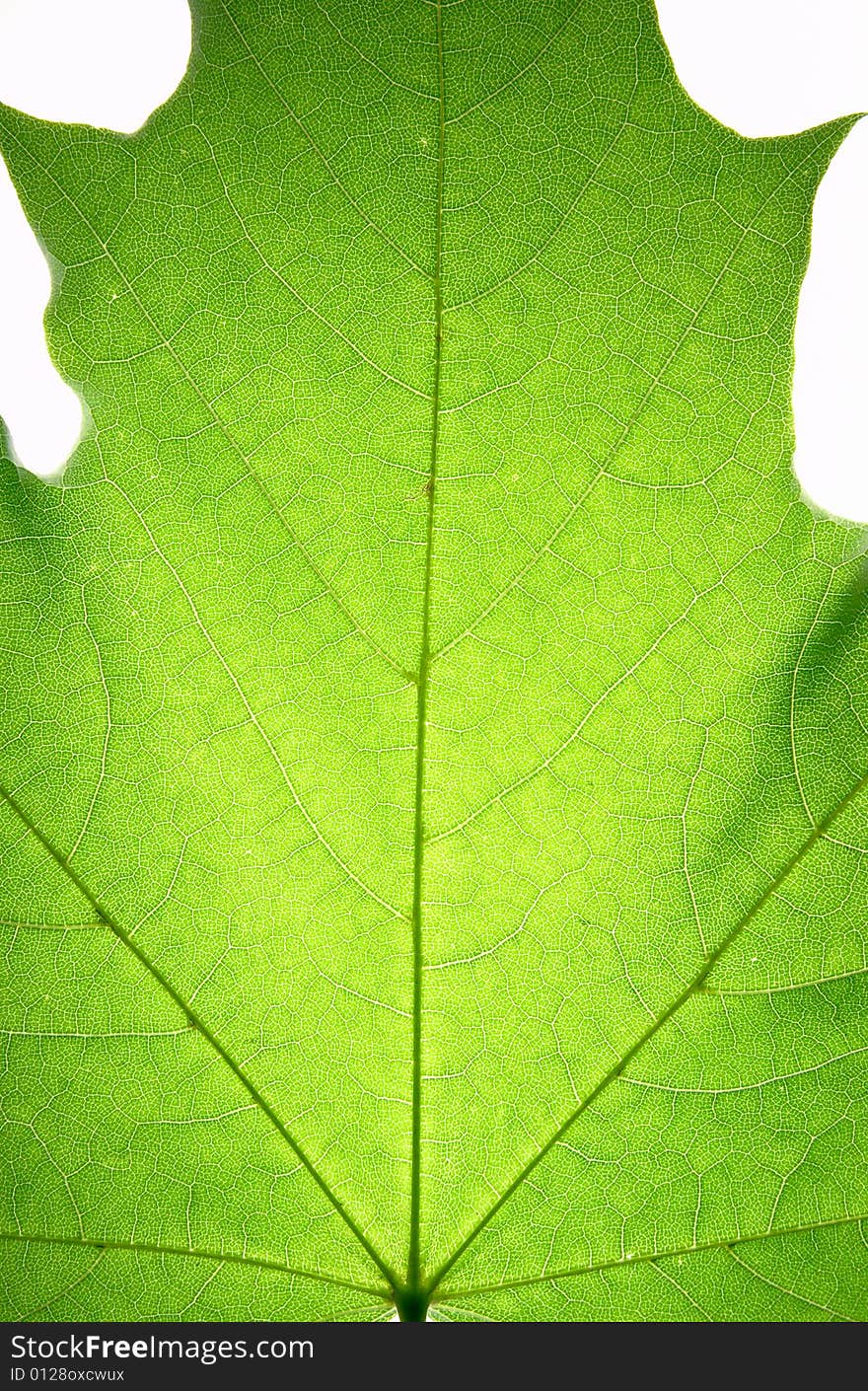 Leaf on a gleam, capillaries of a leaf are visible