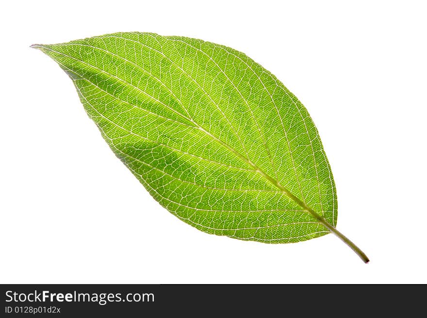 Leaf on a gleam, capillaries of a leaf are visible