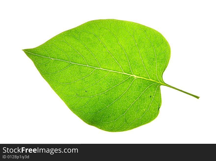 Leaf on a gleam, capillaries of a leaf are visible