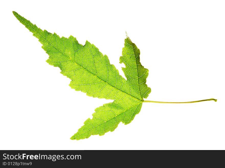 Leaf on a gleam, capillaries of a leaf are visible