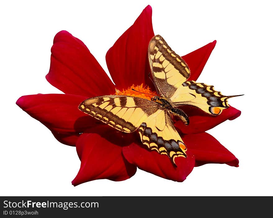 Butterfly on the red flower