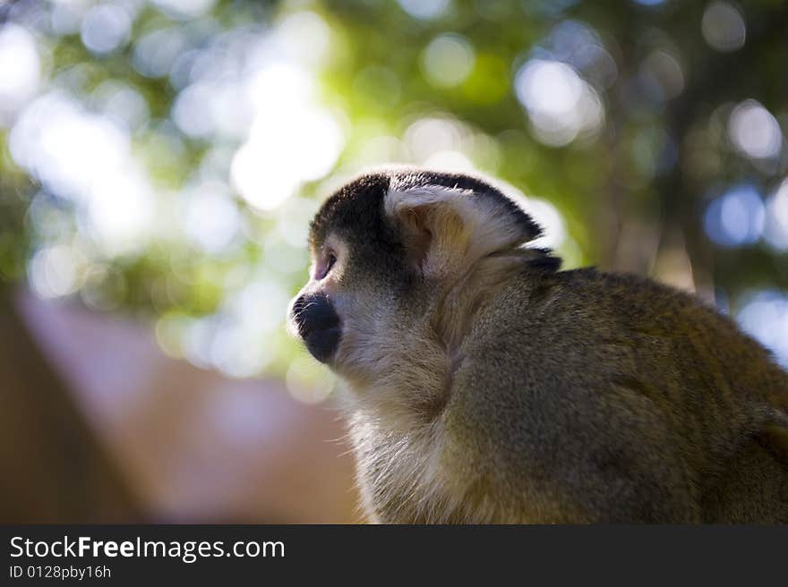 Squirrel Monkey