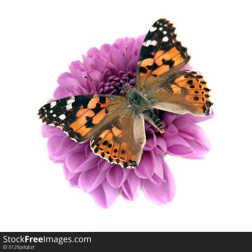 Beautiful butterfly on the flower