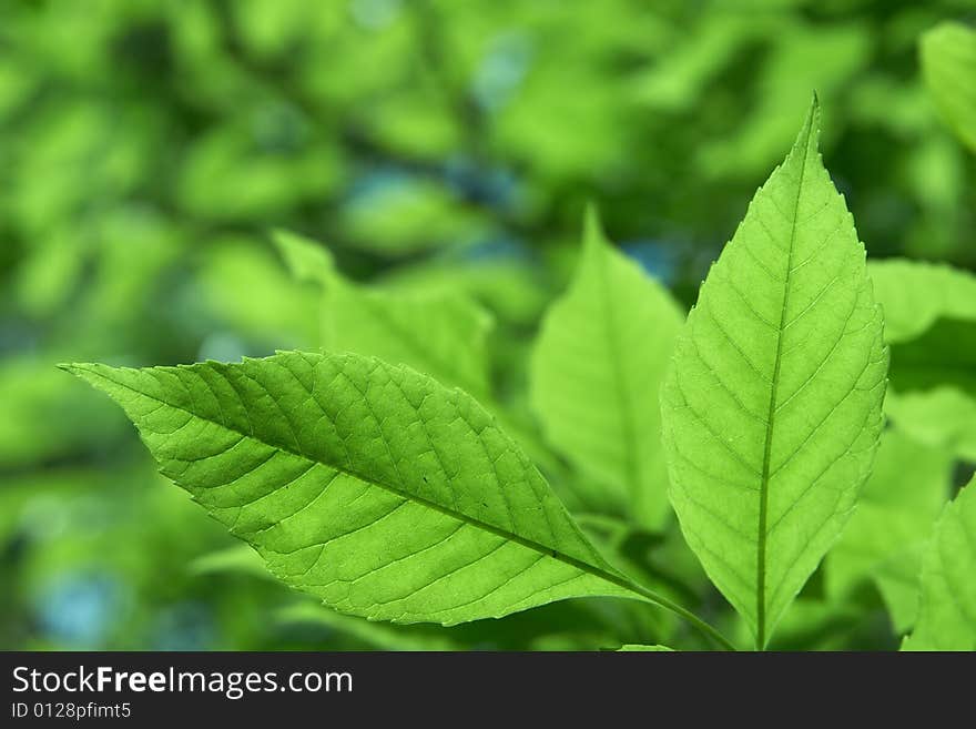 Leaf on a gleam, capillaries of a leaf are visible