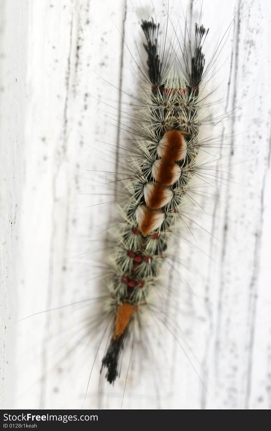 Caterpillar