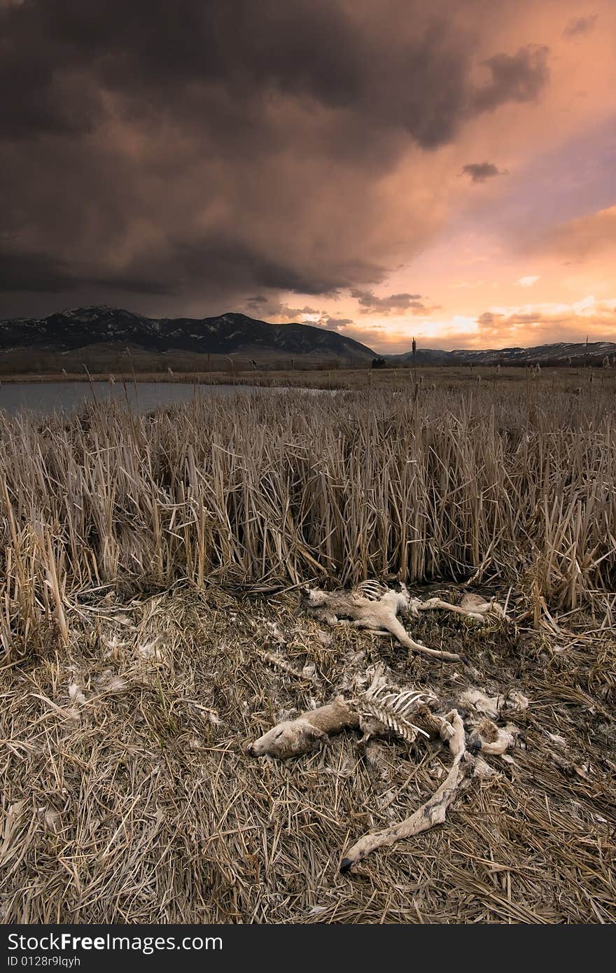 Dead Deer Landscape