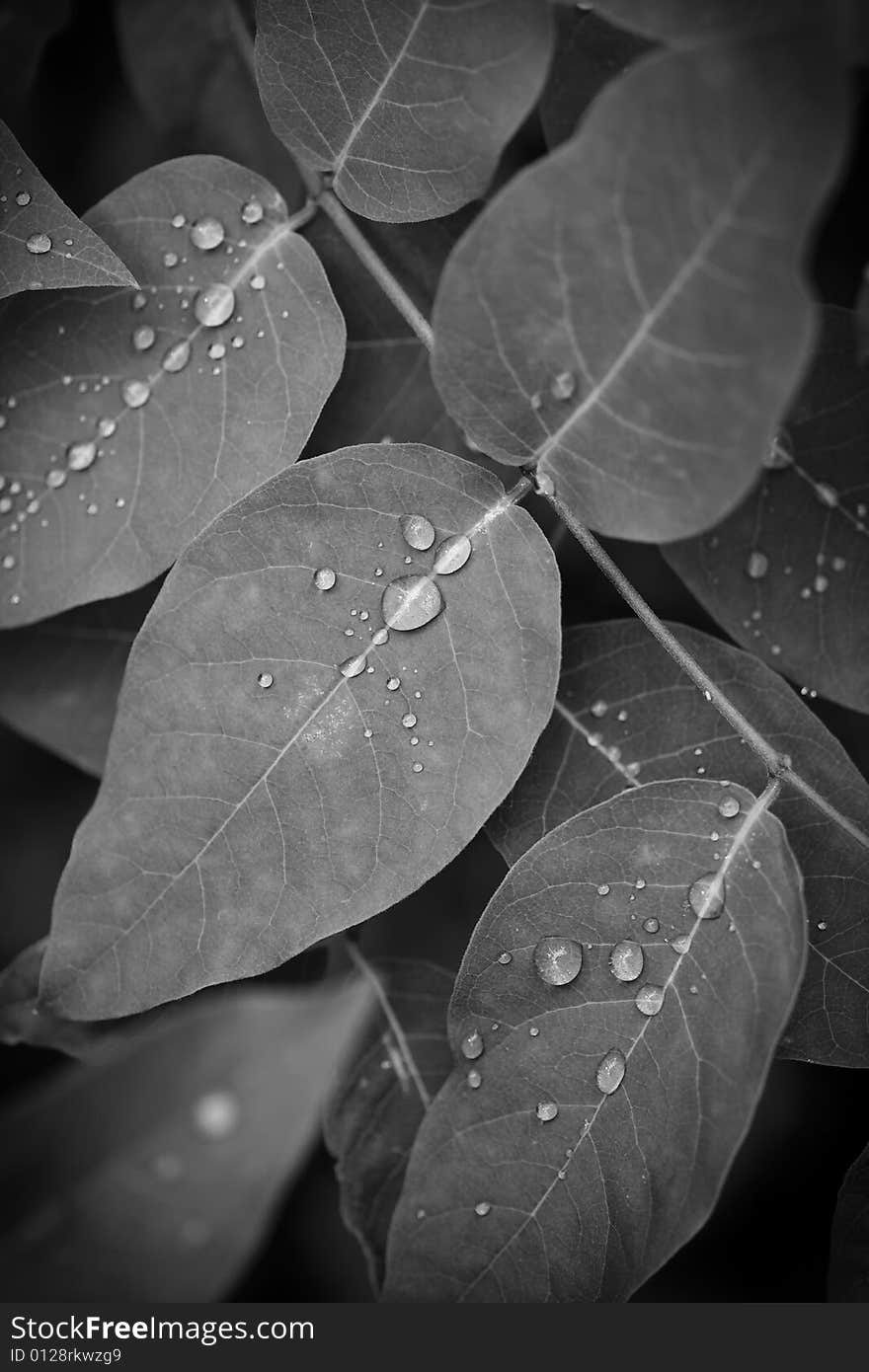 Dew on leaves during a cold glacier morning