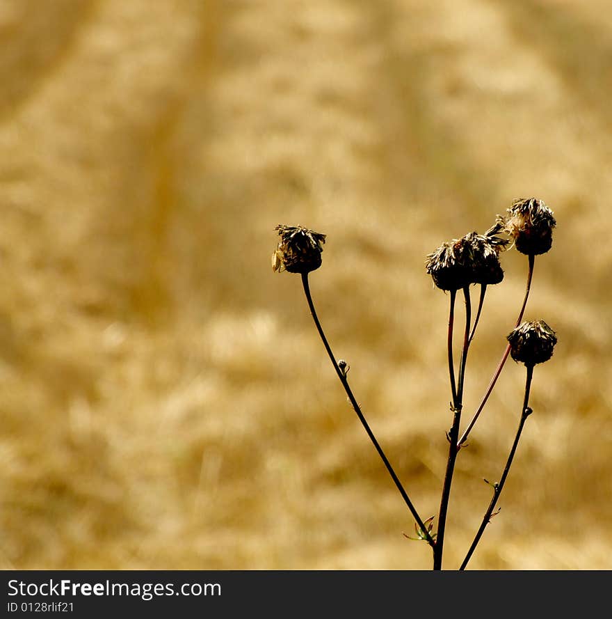 Harvest