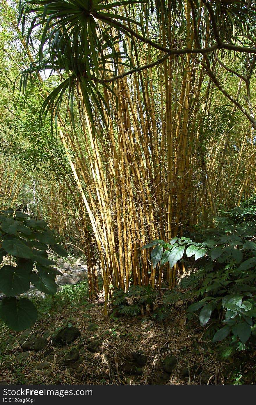 Valley of bamboo shoots growing in the wild