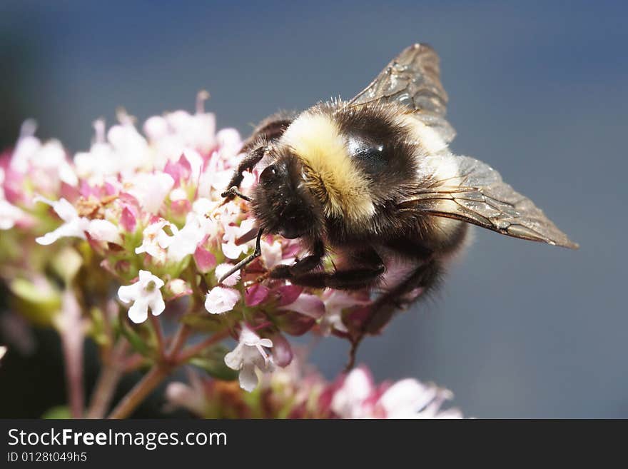 Close-up of bee on origanum flower