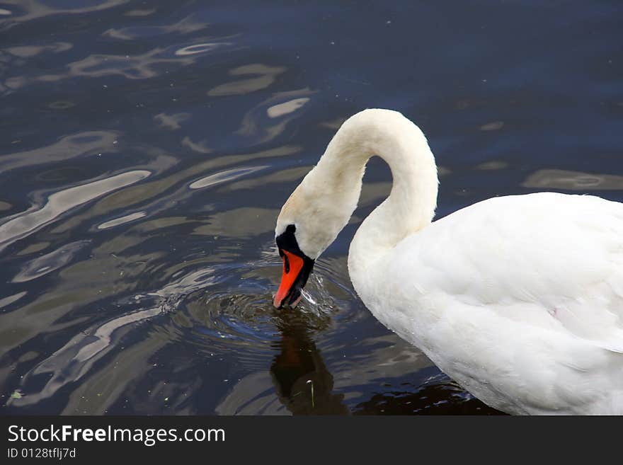 Swan