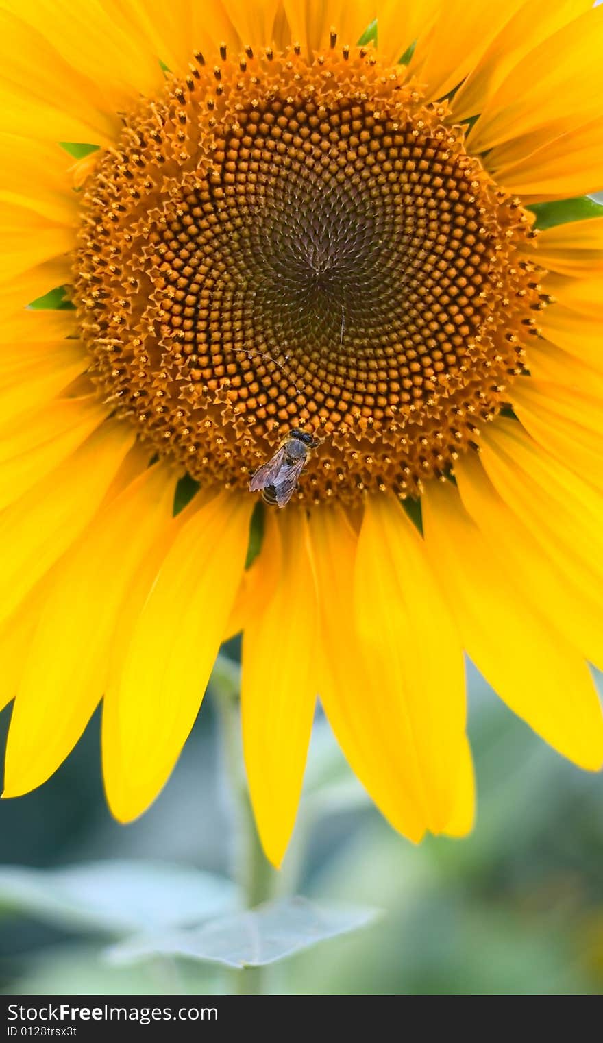 Sunflower background for your design