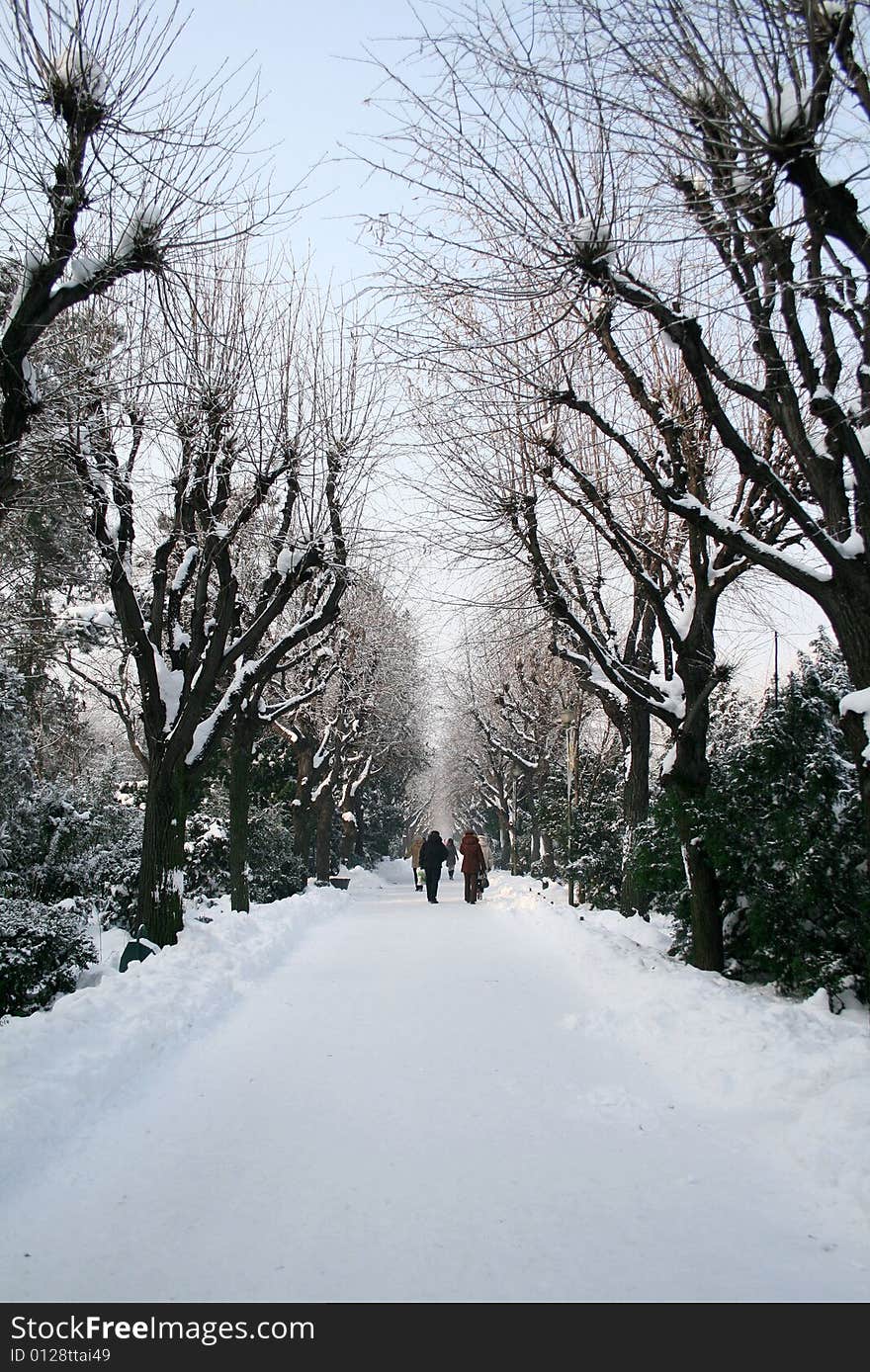 A long alley full of snow. A long alley full of snow