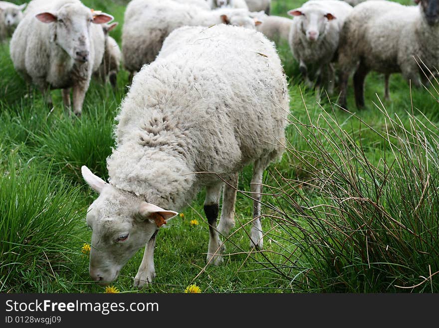 White sheep eating grass, Poland