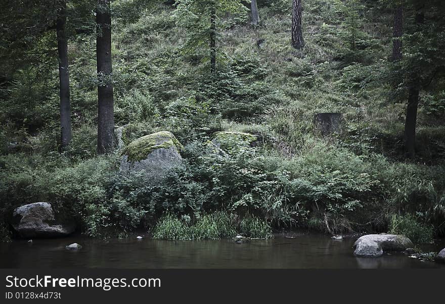 Forest on the riverside