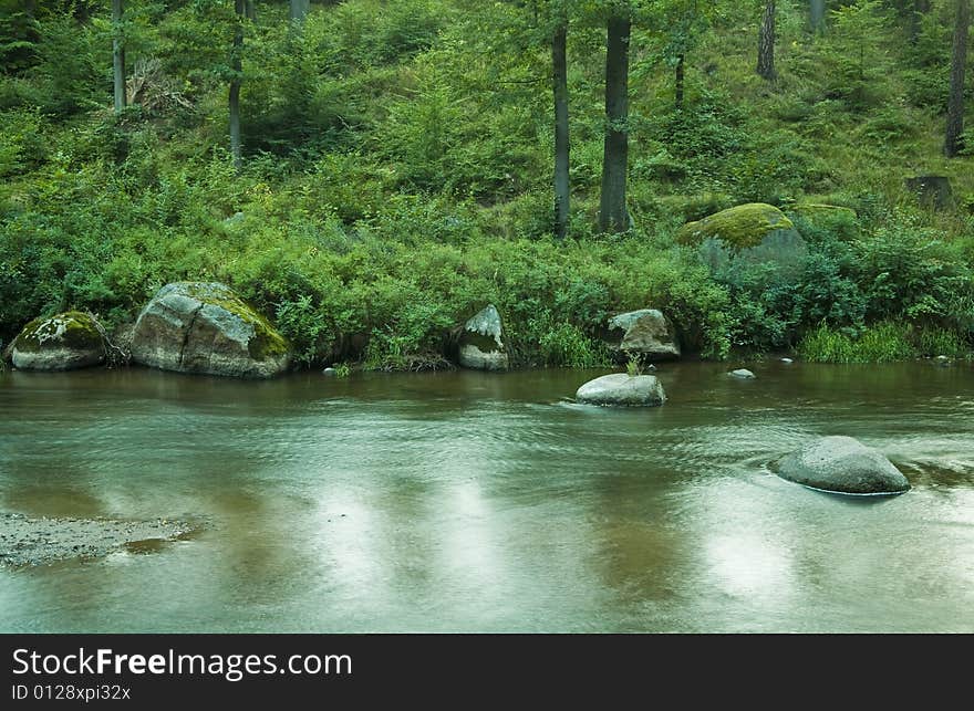 Forest on the riverside