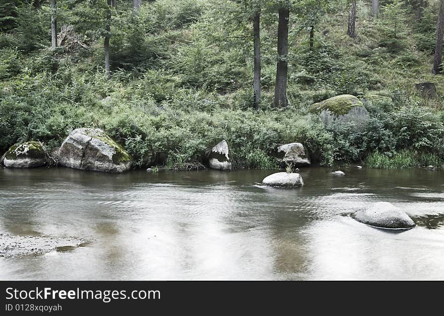 Forest On The Riverside