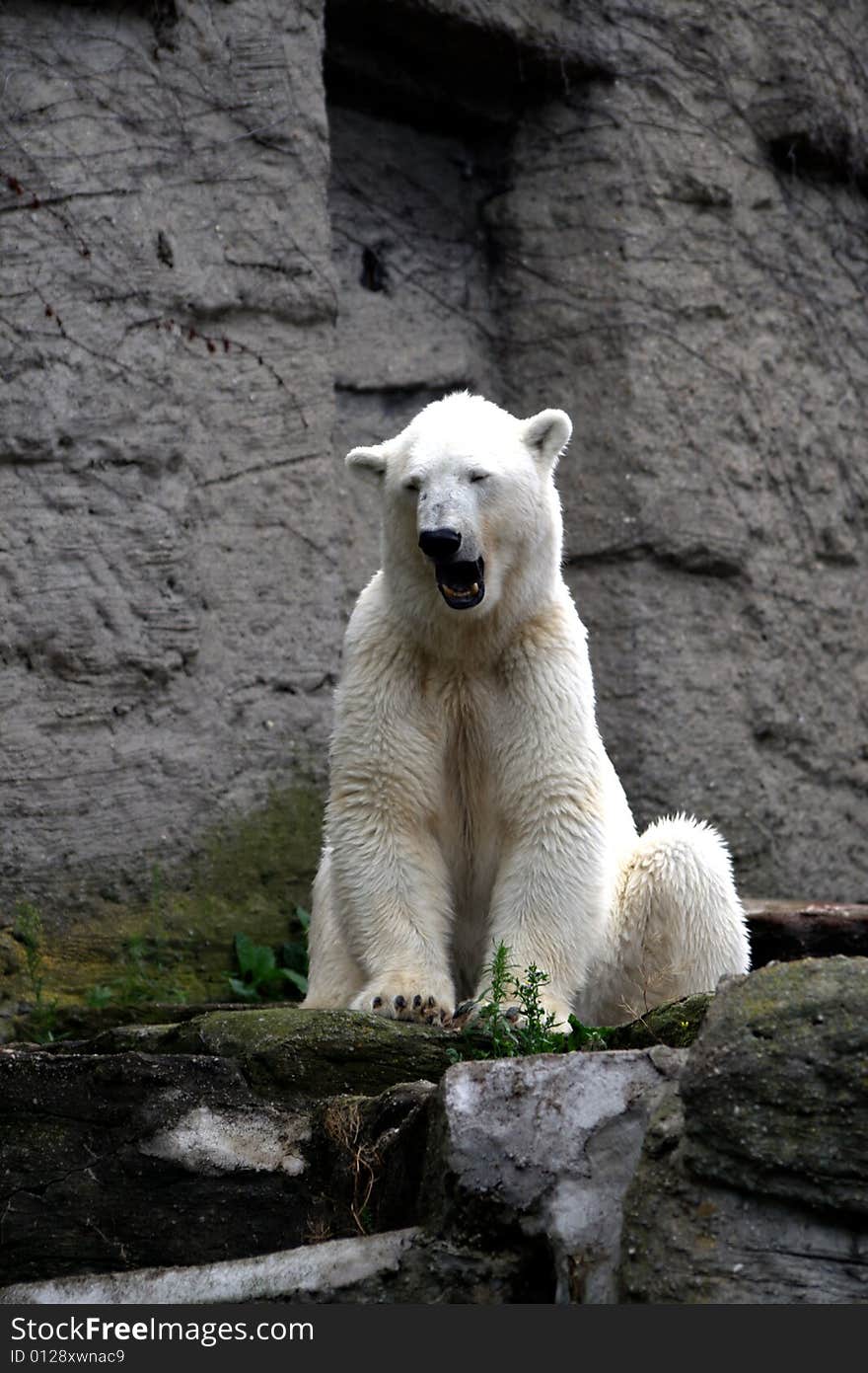 A gaping polar bear siting on a rock. A gaping polar bear siting on a rock