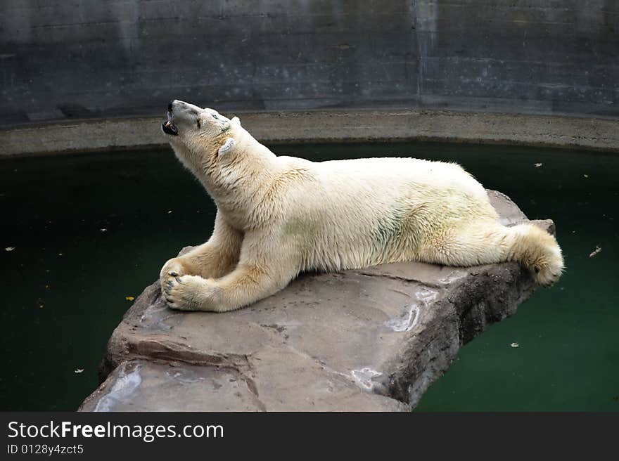 Polar bear lying above water