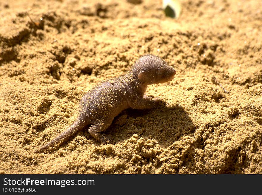 Little banded mongoose baby