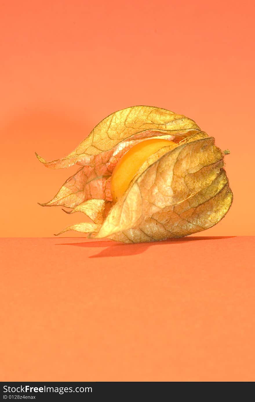 Physalis Peruviana