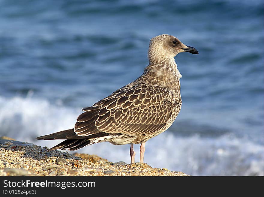 A seagull with black head stands by the sea. A seagull with black head stands by the sea