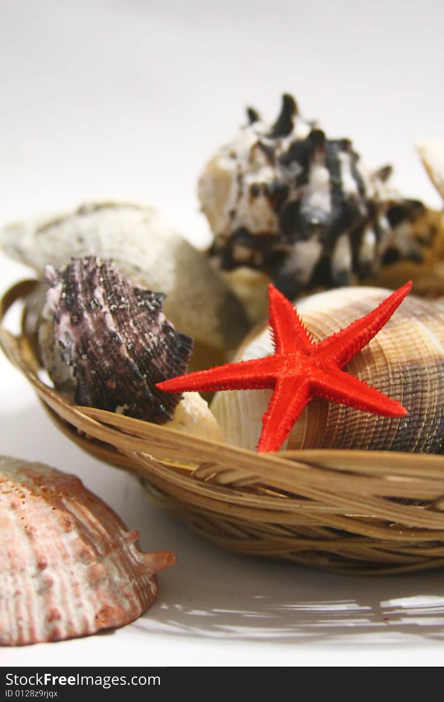 Shells on white background