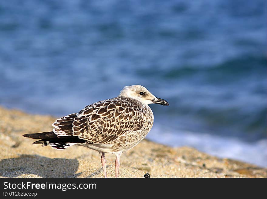 A seagull with white head stands by the sea. A seagull with white head stands by the sea