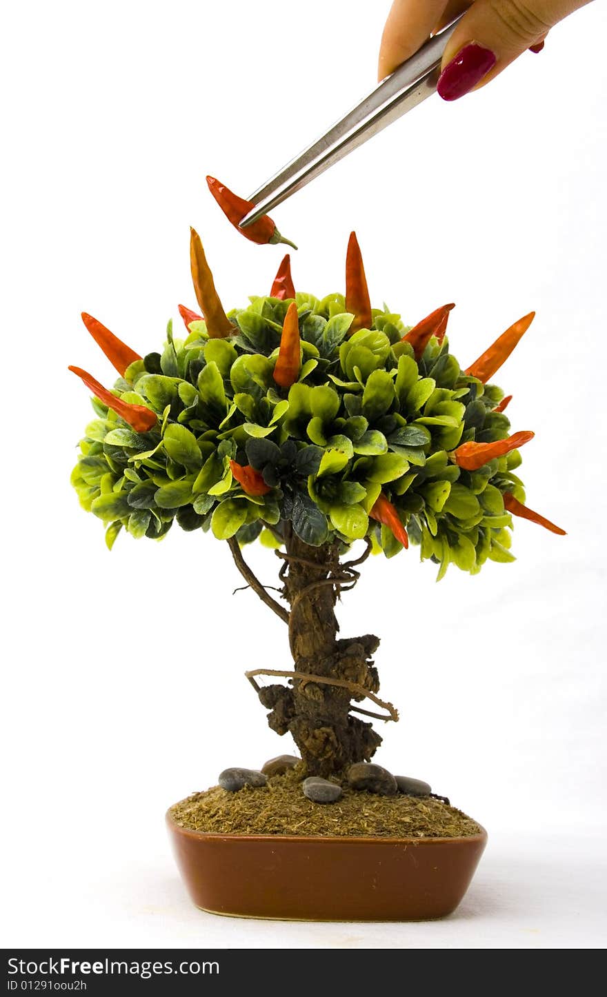 Chillipeppers On Bonsai Tree