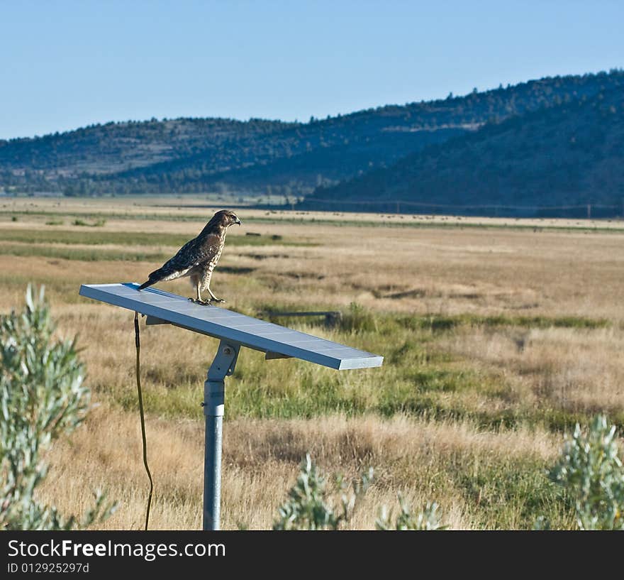 Hawk standing on solar panel against background of fields and mountains. Hawk standing on solar panel against background of fields and mountains