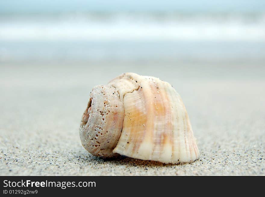 Small sea shell at a lonely tropical beach. Small sea shell at a lonely tropical beach