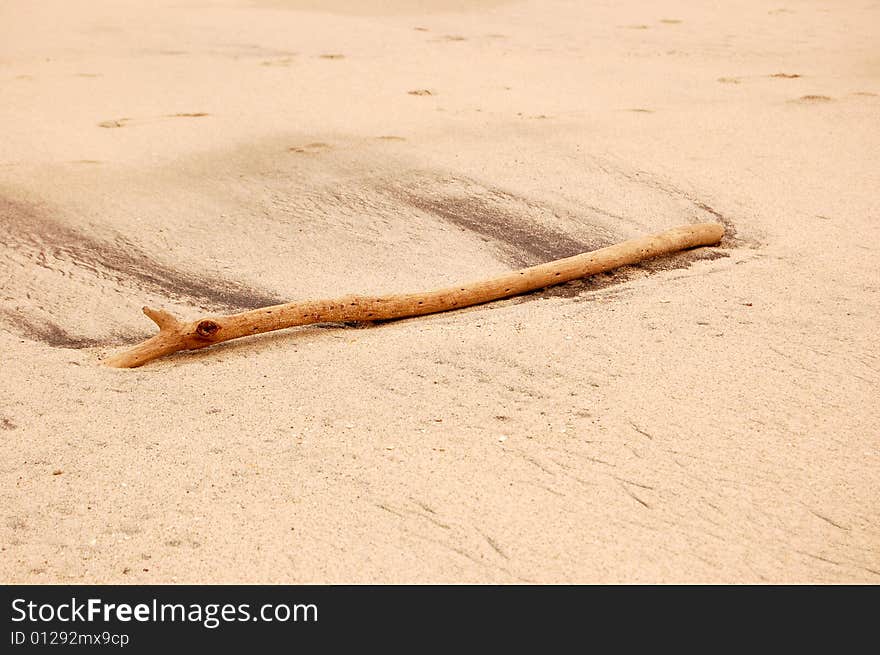 A piece of drift wood on a beach