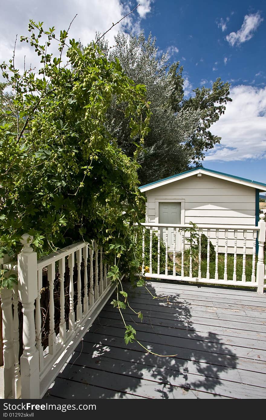 View of deck and wood railing with overhanging shrubs. View of deck and wood railing with overhanging shrubs