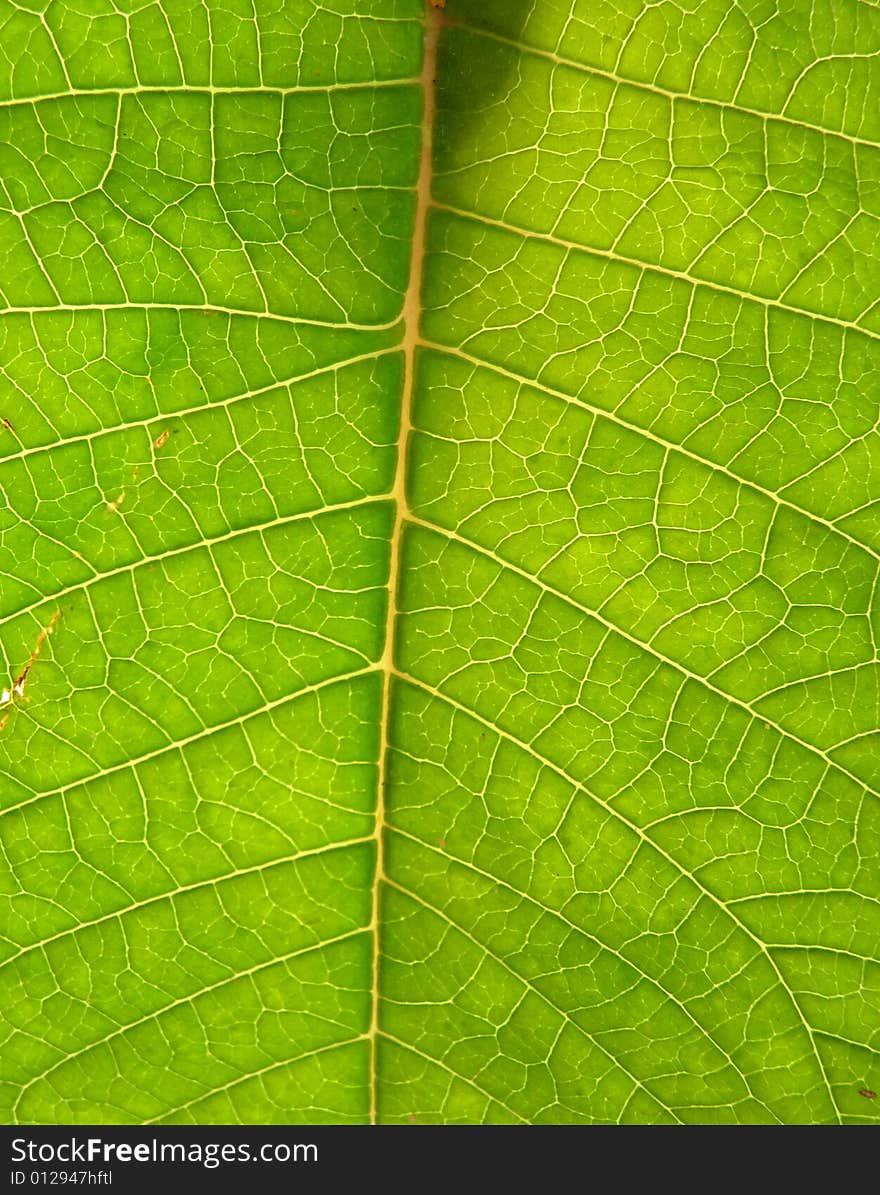 A background texture of the underside of a green leaf. A background texture of the underside of a green leaf.