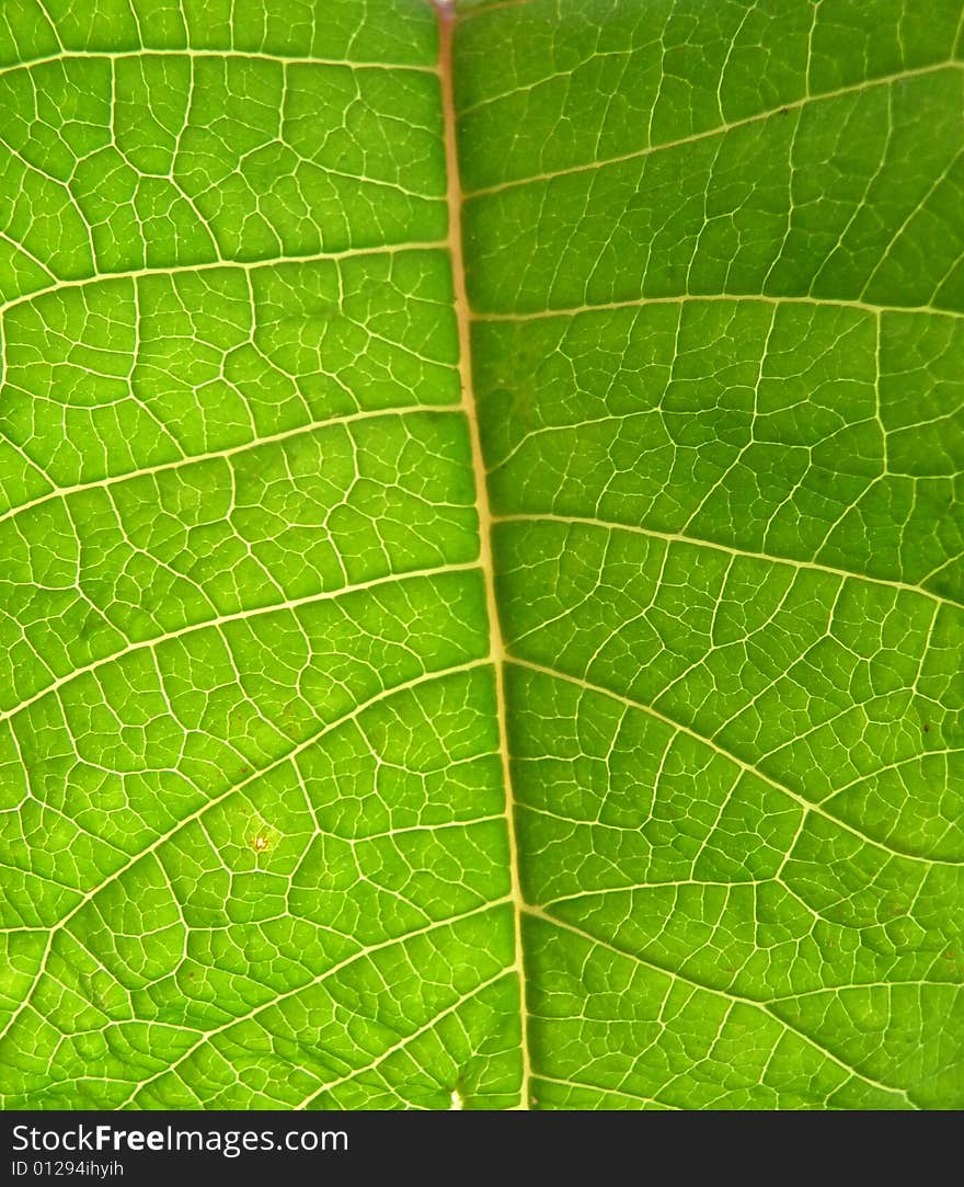 A background texture of the underside of a green leaf. A background texture of the underside of a green leaf.