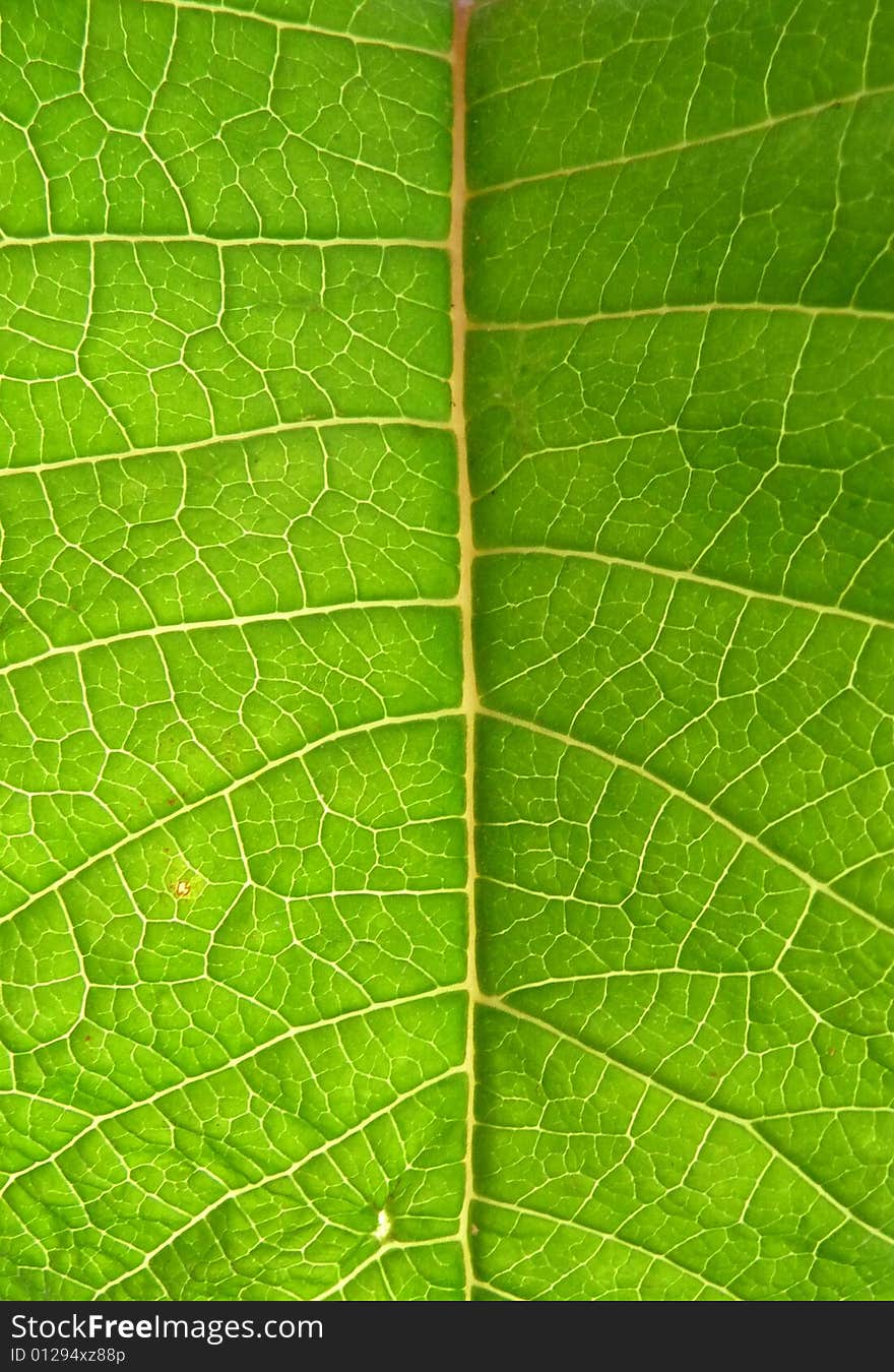 Underside Of Green Leaf