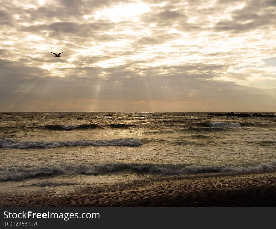 Seagull flying towards the light. Seagull flying towards the light