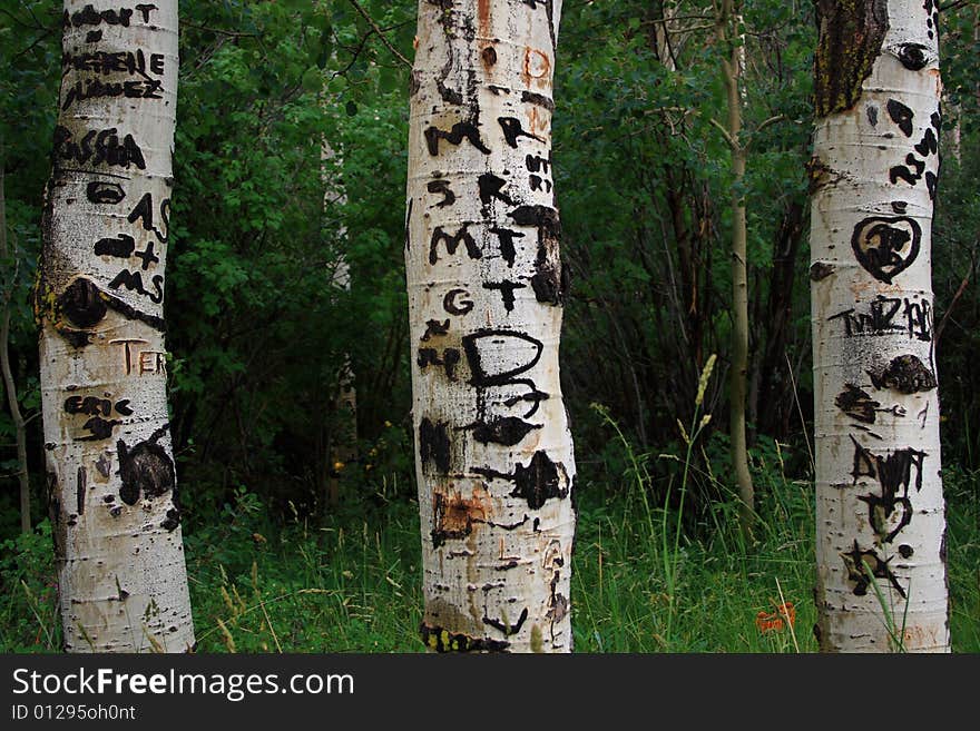 Tree Graffiti