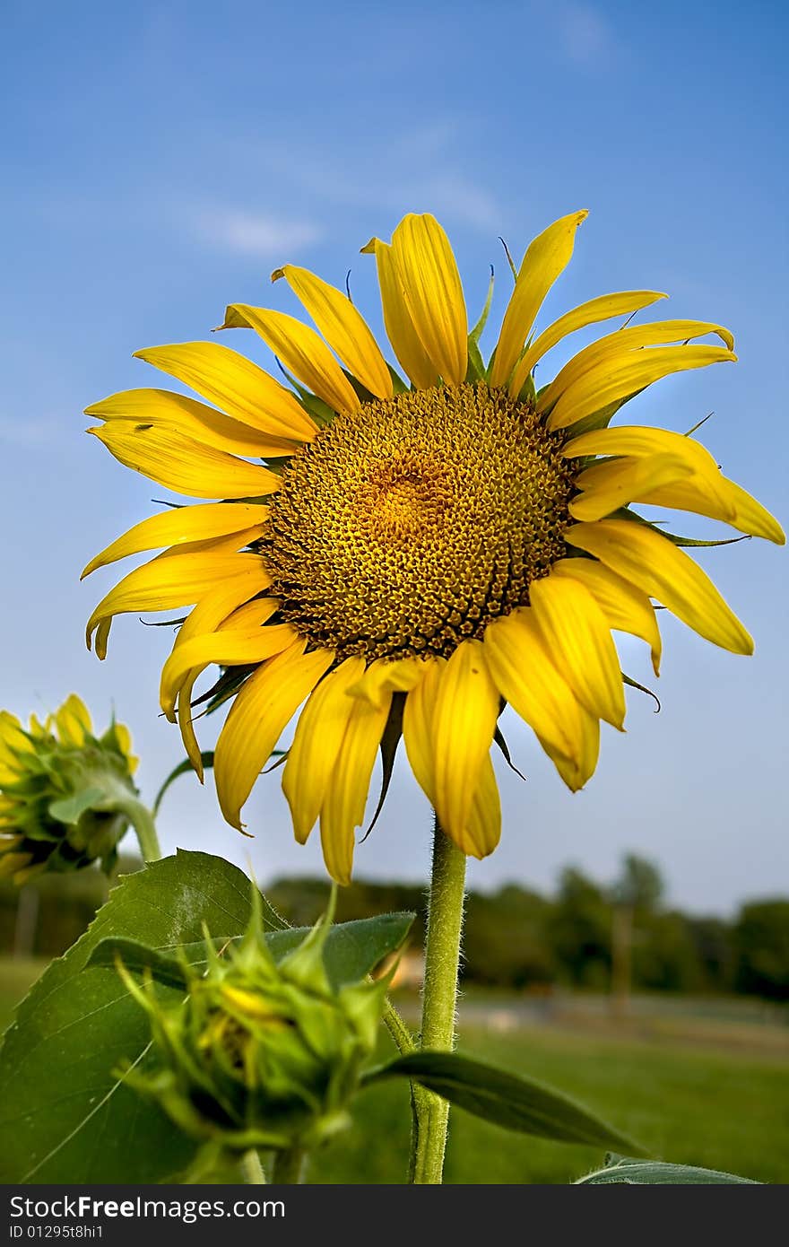 Sunflower on blue sky