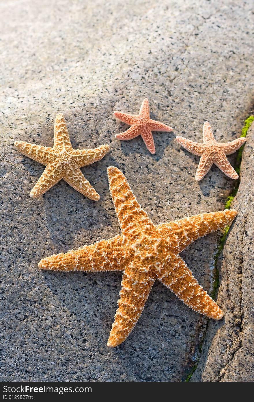 Starfishes leaning on a stone. Summer illustration