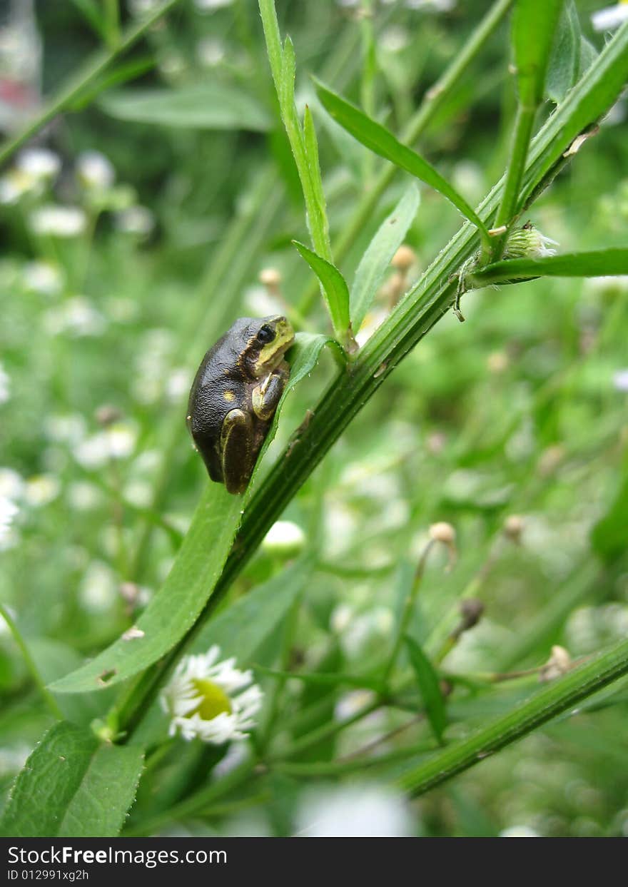 A small frog on a branch of flower