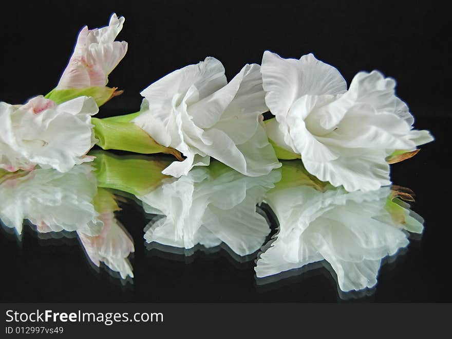 White gladiola stalk reflected on a mirror. White gladiola stalk reflected on a mirror.