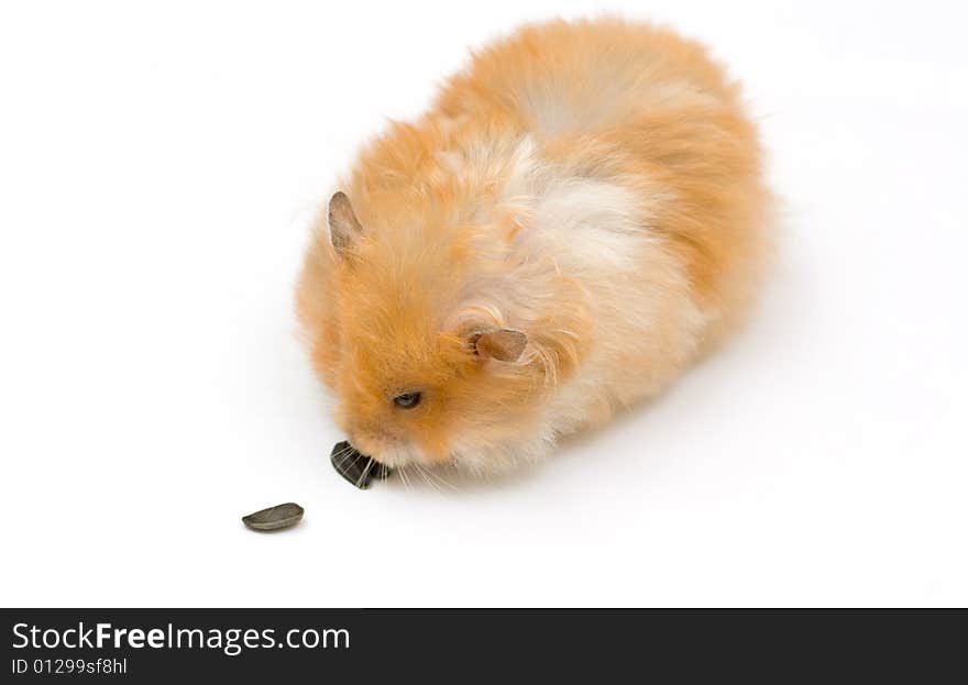 Hamster and sunflower