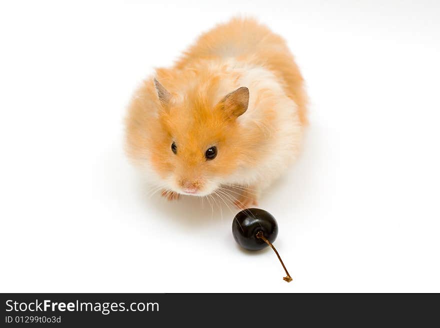 Hamster and cherry