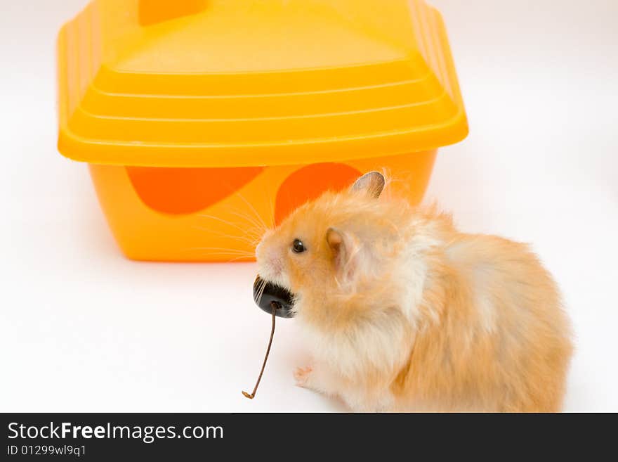 Orange color syrian hamster and yellow house. Orange color syrian hamster and yellow house