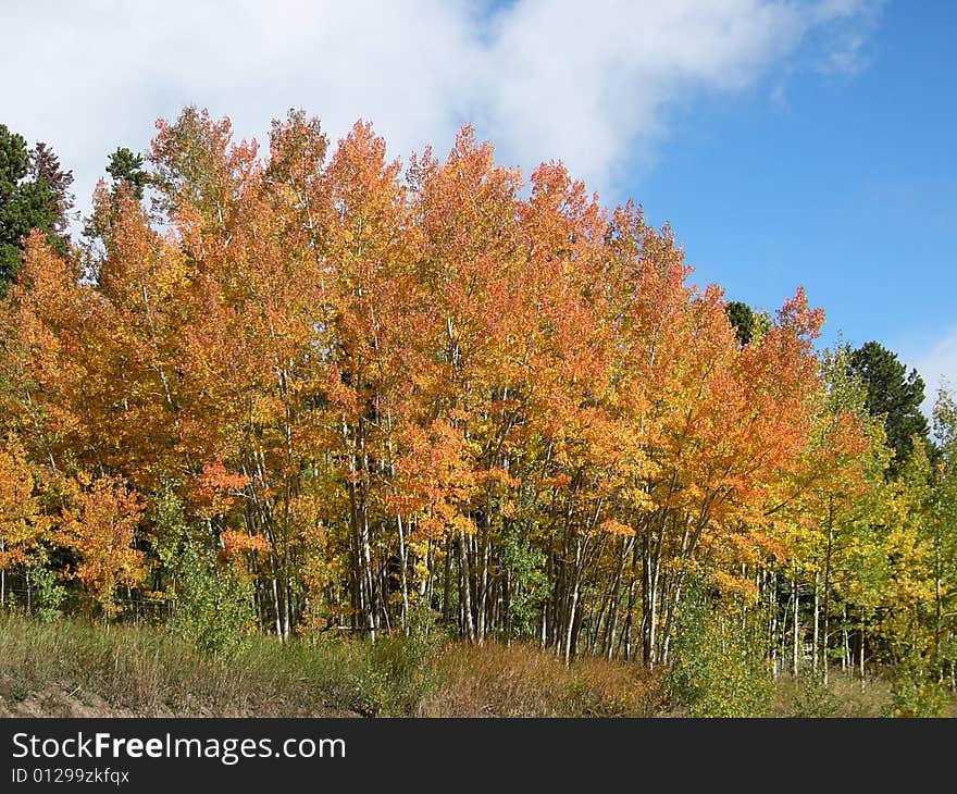 Golden Aspen