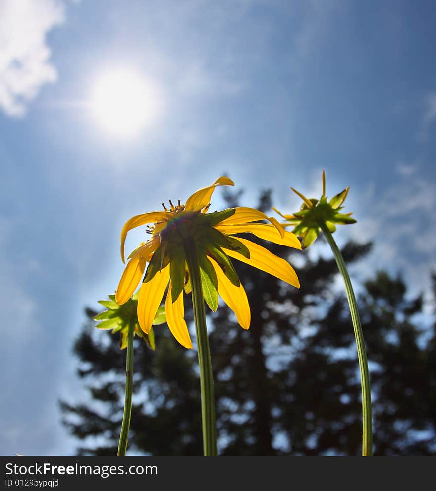 Flowers Looking At The Sun