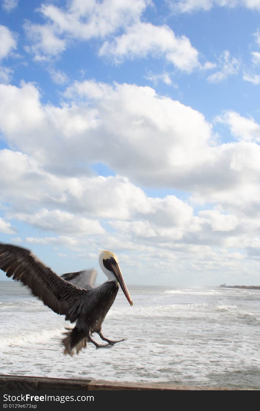 Pelican lands on pier