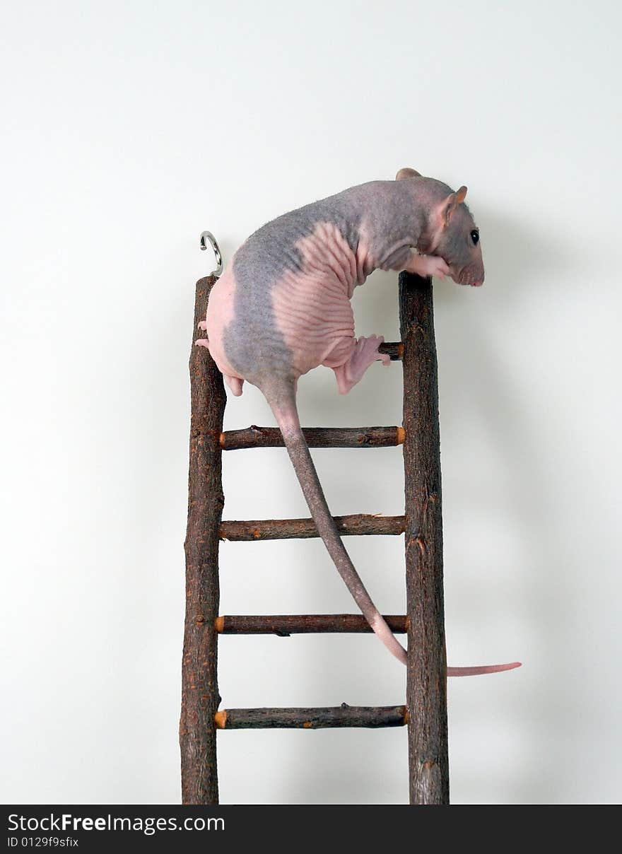 Furless rat on climbing a toy staircase. Furless rat on climbing a toy staircase