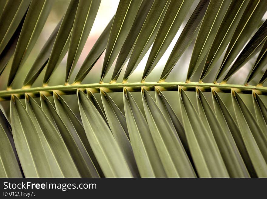 Leafs in row from green palm, perfectly simetrical. Leafs in row from green palm, perfectly simetrical.